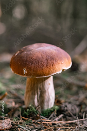 Beautiful boletus edulis mushroom in a forest. White mushroom in sunny day.