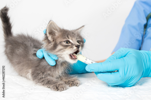 The veterinarian gives the kitten a cure for the worms. Prevention and treatment of cats, veterinary clinic.