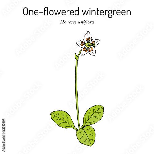 One-flowered wintergreen, or single delight Moneses uniflora , medicinal plant photo