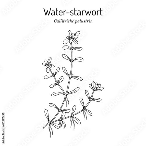 Vernal water-starwort Callitriche palustris , aquatic plant