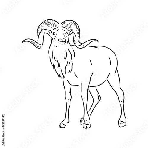 Large goat horns screwed shape from back  sketch vector drawing in graphic style on white background