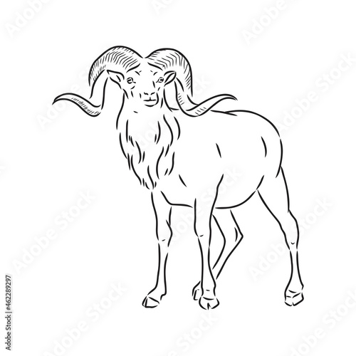 Large goat horns screwed shape from back, sketch vector drawing in graphic style on white background