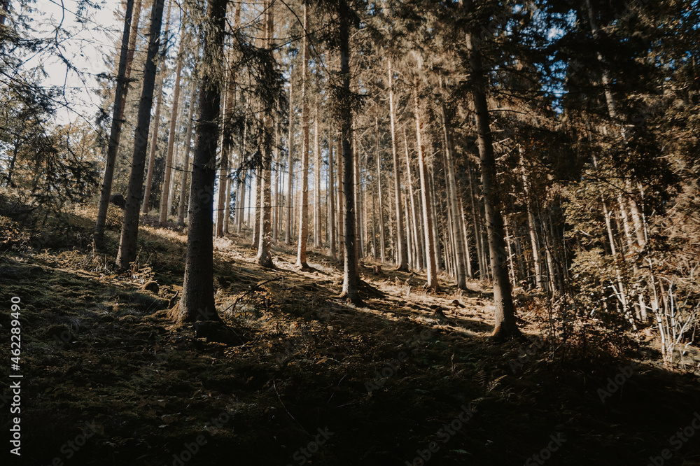 Obraz premium Promenade automnale dans l'eifel