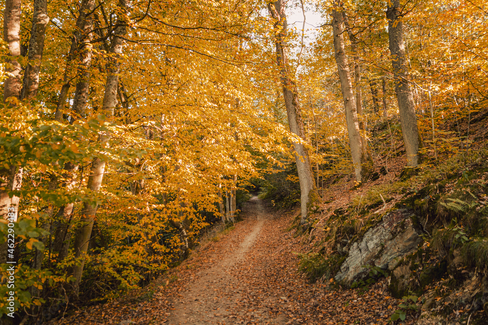 Fototapeta premium Promenade automnale dans l'eifel
