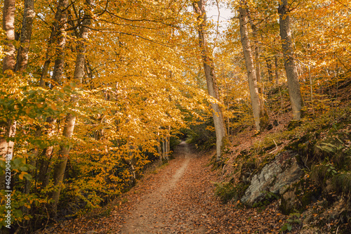 Promenade automnale dans l'eifel