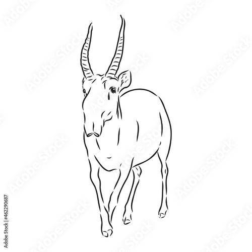 vector silhouette saiga on white background saiga animal vector