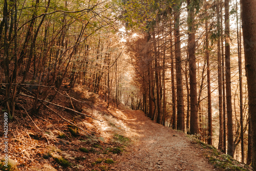 Foto Promenade automnale dans l'eifel