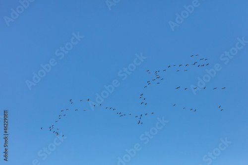 Flying school of cranes in the blue sky Wedge in the sky Birds fly south