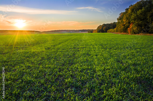 Sunset over a green field of young sprouts of winter wheat © physyk