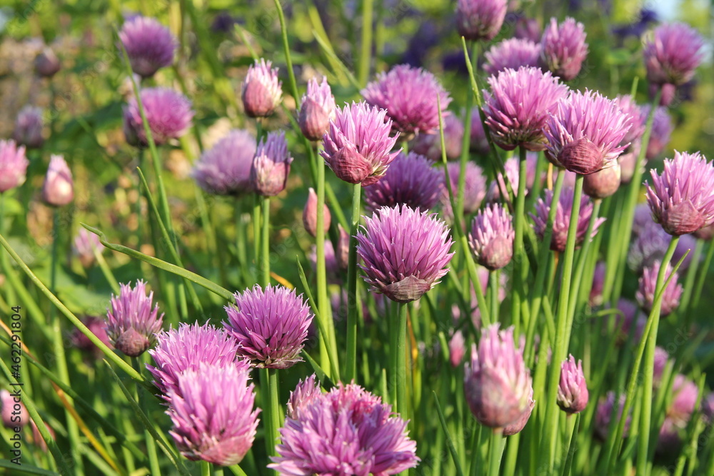 a blooming chives plant with purple flowers closeup in the vegetable garden a blooming chives plant with purple flowers closeup in the vegetable garden