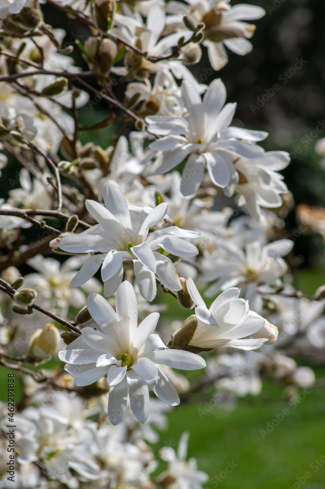 Fototapeta premium Star Magnolia stellata early spring flowering shrub, flowers with bright white tepals on branches in bloom