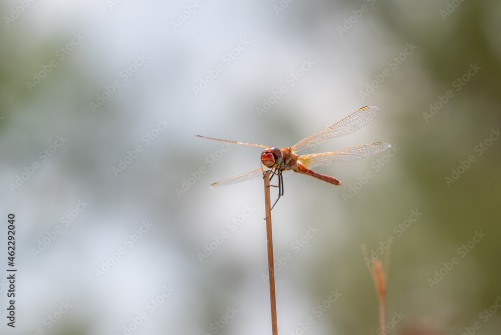 Red dragonfly sitting on a plant near a stream in northern Israel
Red dragonfly sitting on a plant near a stream in northern Israel