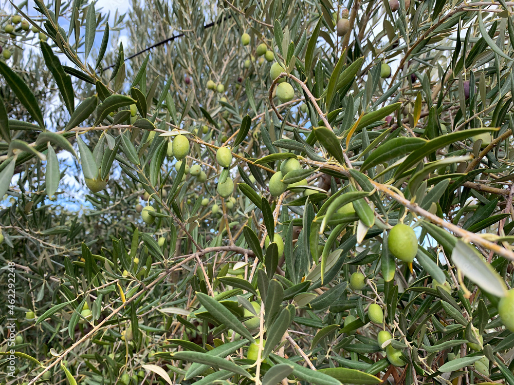 Olive tree full of olives in autumn Olive tree full of olives in autumn