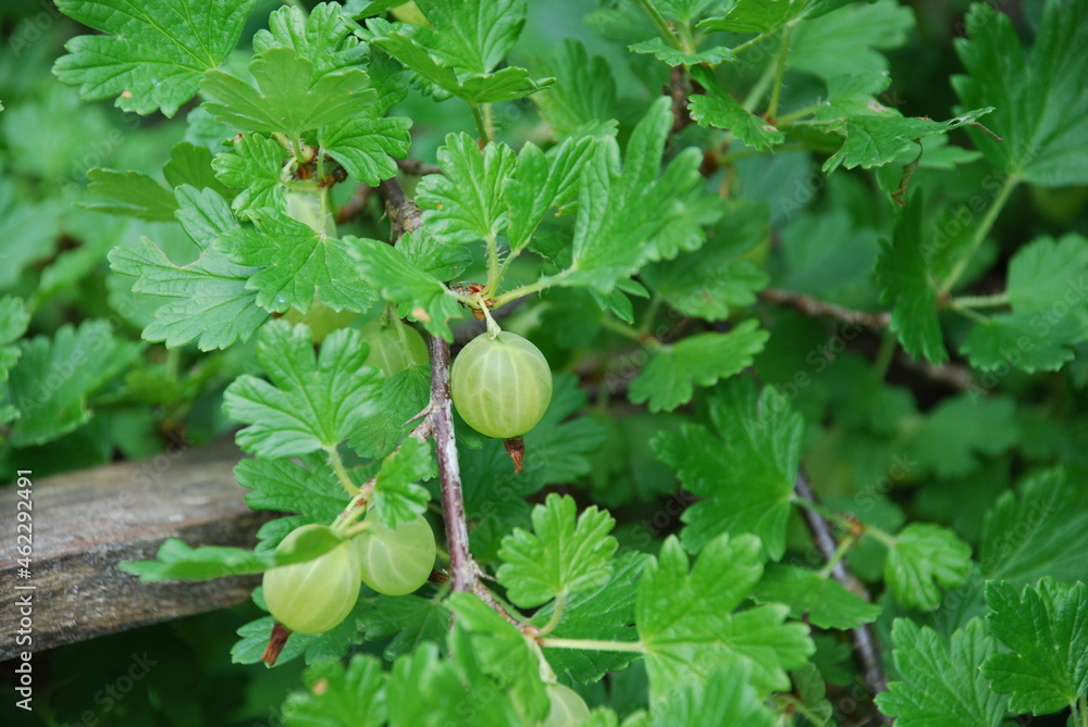 Green gooseberries. There are algae on the gooseberry bush and large green striped berries are still ripening. Around the leaves of the gooseberry and its branches with thorns. Green gooseberries. There are algae on the gooseberry bush and large green striped berries are still ripening. Around the leaves of the gooseberry and its branches with thorns.