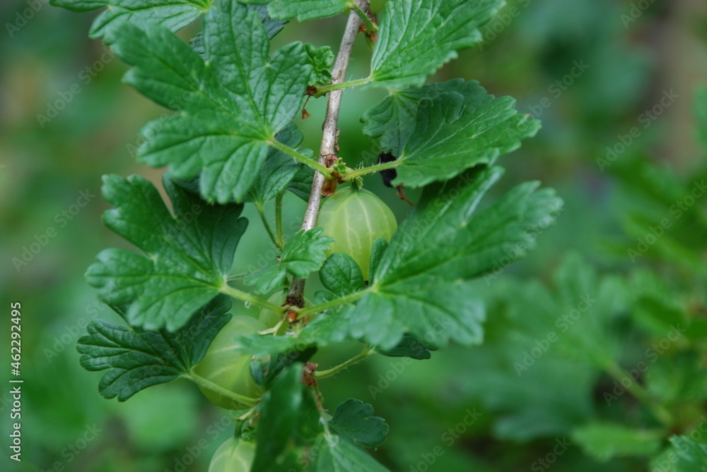 Green gooseberries. There are algae on the gooseberry bush and large green striped berries are still ripening. Around the leaves of the gooseberry and its branches with thorns. Green gooseberries. There are algae on the gooseberry bush and large green striped berries are still ripening. Around the leaves of the gooseberry and its branches with thorns.
