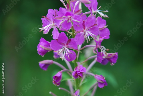 Dark pink flowers of fireweed. The top of the plant is ivan tea or fireweed, on which dark pink five-leafed small flowers bloomed in the middle of white long stamens. photo