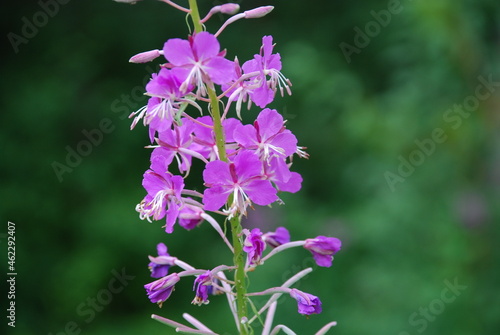 Dark pink flowers of fireweed. The top of the plant is ivan tea or fireweed, on which dark pink five-leafed small flowers bloomed in the middle of white long stamens. photo