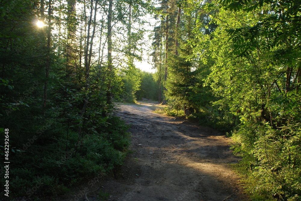 Obraz premium Sandy road in mixed forest. The evening sun shines through the green branches of the trees. A wide sandy winding road runs between the trees. Blueberry bushes grow below.