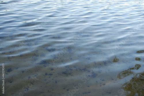 Thin lines on the surface of the lake. Summer evening, the water surface of a forest lake along which circles scatter from light excitement, forming many black lines on a white background.