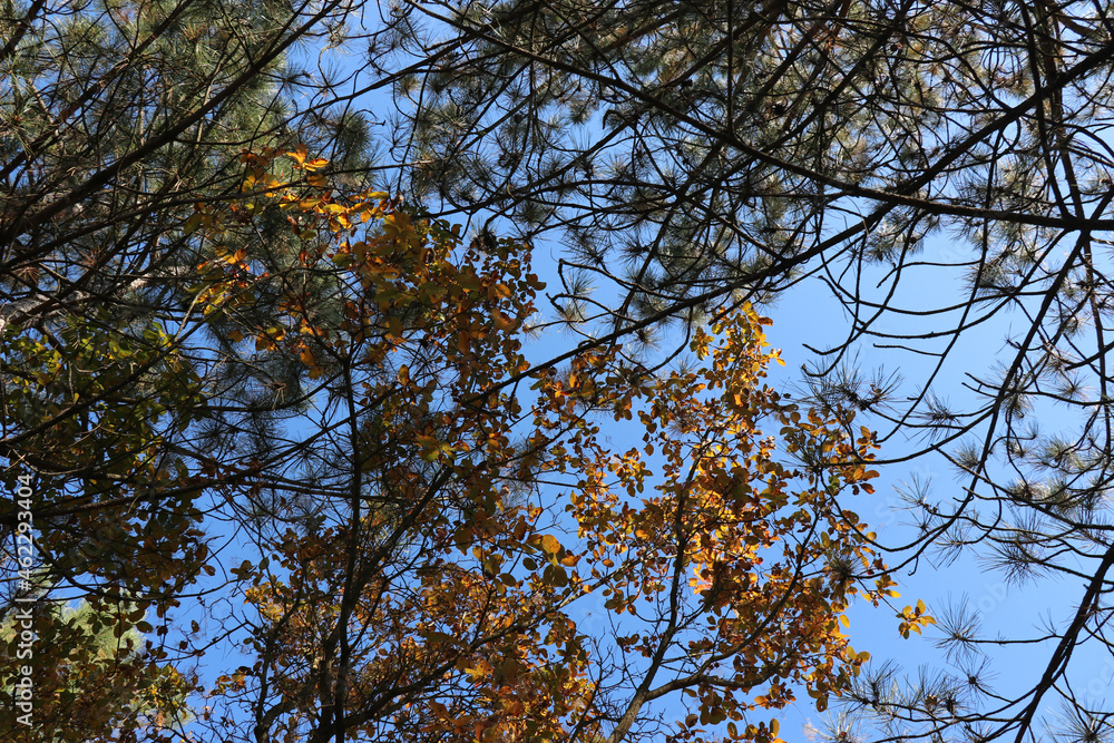 Obraz premium Yellow leaves and pine veste against a blue sky background. Nice weather in the forest