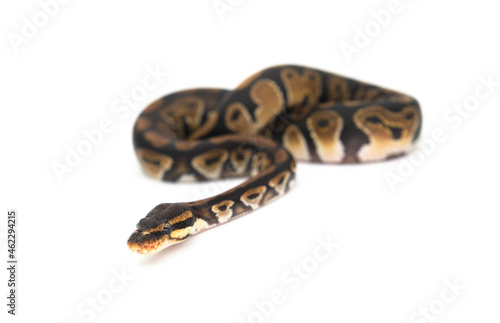 Ball python snake isolated on a white background. Species name is Royal Python. The specimen is a wild type or ancestral morph, as found in nature. Exotic animal, selective focus on eyes.