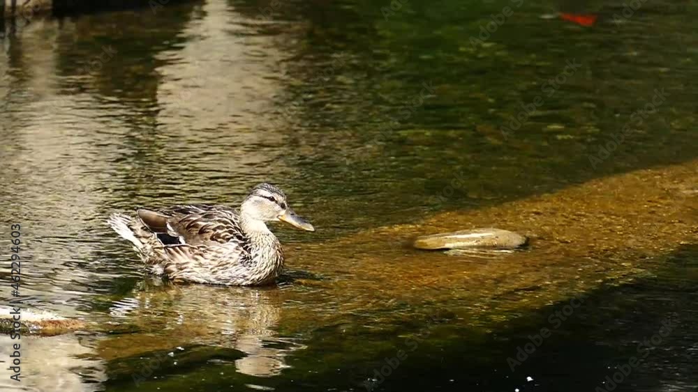 The duck is sitting on the water. Park template. Wild nature background. The duck is sitting on the water. Park template. Wild nature background.