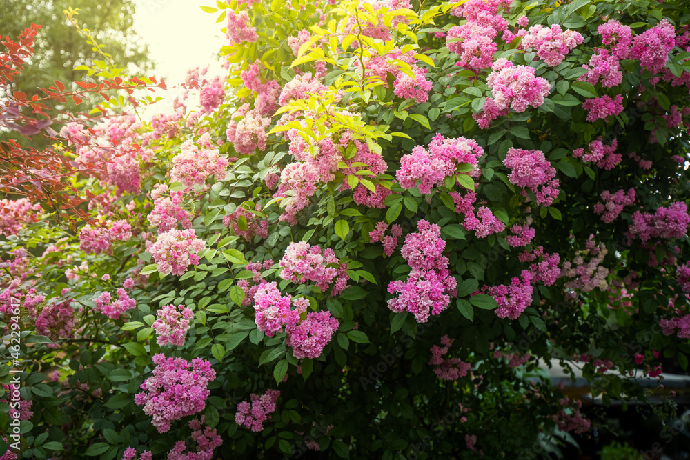 hydrangea shrub with purple flowers in spring in the city park