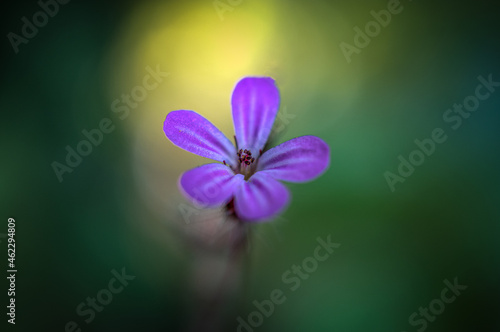 Photography Beautiful horizontal closeup shot of the Herb robert plant flower of the Gerania