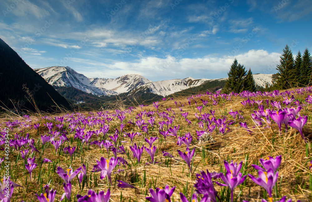 Beautiful spring landscape of mountains with crocus flowers