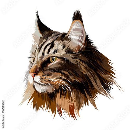 Maine Coon face portrait from multicolored paints. Splash of watercolor, colored drawing, realistic cat. Vector illustration of paints