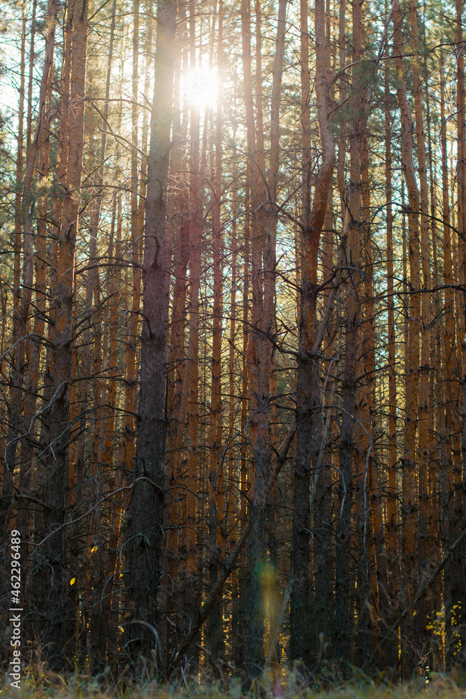 Dense coniferous forest. The sun's rays make their way through the old gnarled trunks of pine trees. Vertical view Dense coniferous forest. The sun's rays make their way through the old gnarled trunks of pine trees. Vertical view