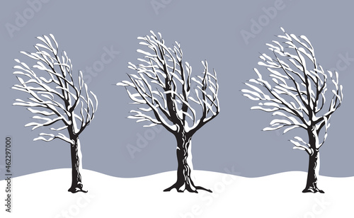 Set of Snow Covered Old Trees