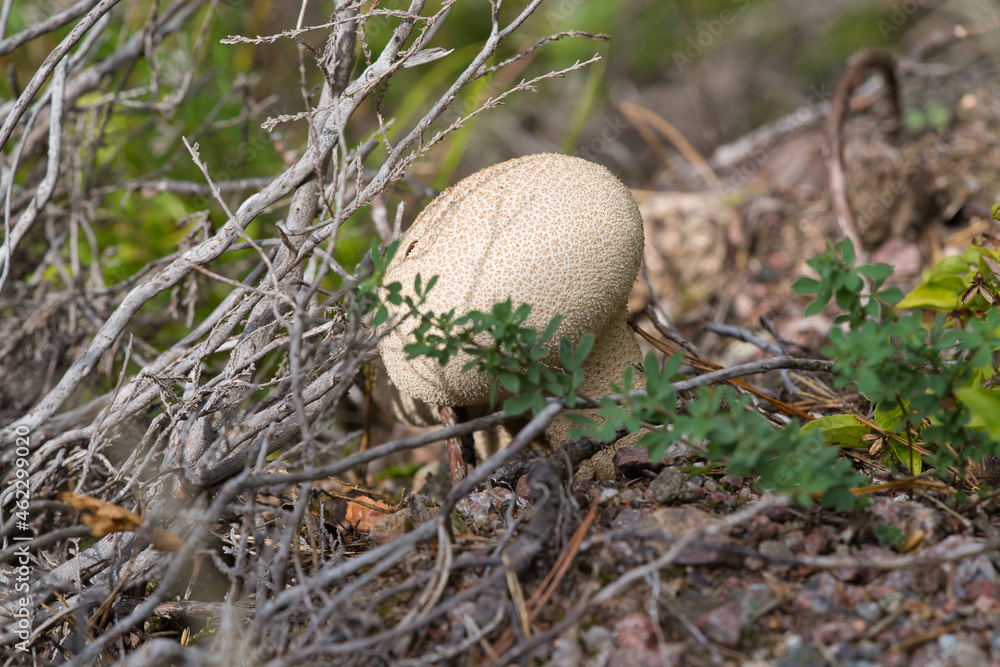 a Lycoperdon perlatum, popularly known as the common puffball, emerging from the forest ground a Lycoperdon perlatum, popularly known as the common puffball, emerging from the forest ground