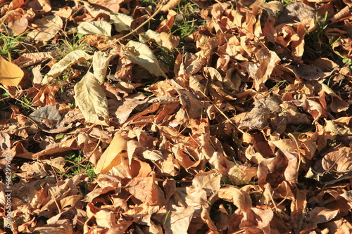 fallen leaves in the park in autumn