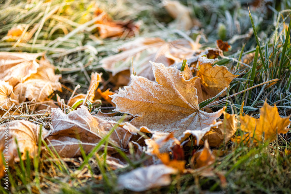 The maple leaf with frost on the ground. The maple leaf with frost on the ground.