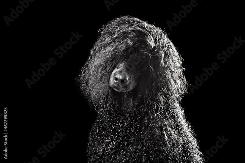 Black poodle after the shower