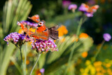 The European Peacock butterflies on flowers in a park