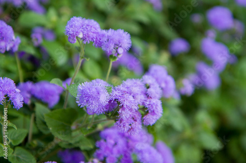 The Ageratum houstonianum (flossflower) blooming in a garden