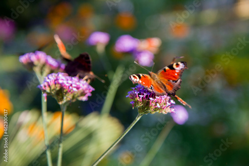 The European Peacock butterflies on flowers in a park