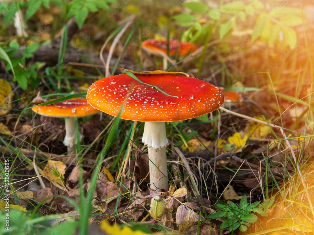 Amanita muscaria, fly agaric beautiful red hallucinogenic toxic mushroom against the background of an autumn mystical forest Amanita muscaria, fly agaric beautiful red hallucinogenic toxic mushroom against the background of an autumn mystical forest