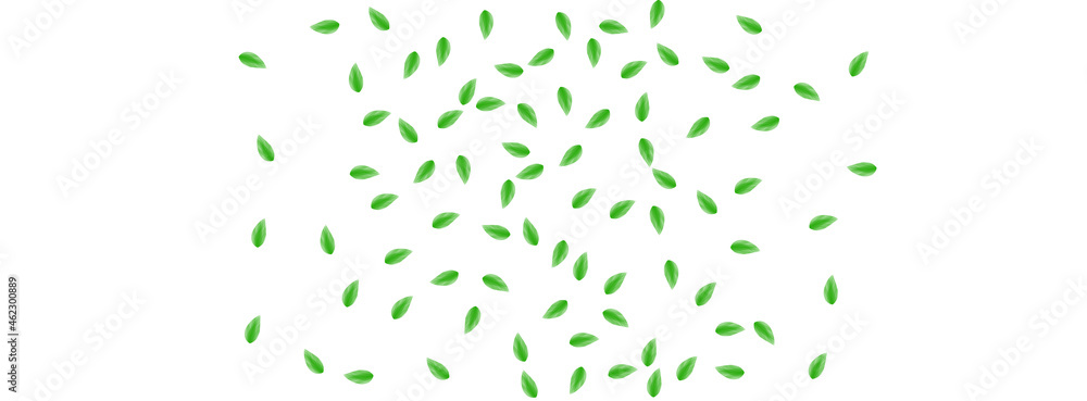 Light Green Leaf Background White Vector. Vegetation Herbarium Texture. Fresh Card. Green Silhouette Design. Foliage Delicate. Light Green Leaf Background White Vector. Vegetation Herbarium Texture. Fresh Card. Green Silhouette Design. Foliage Delicate.