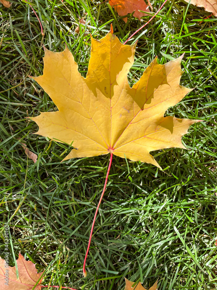 Yellow maple leaf in green grass. Autumn leaf. Maple Leaf. Yellow maple leaf in green grass. Autumn leaf. Maple Leaf.