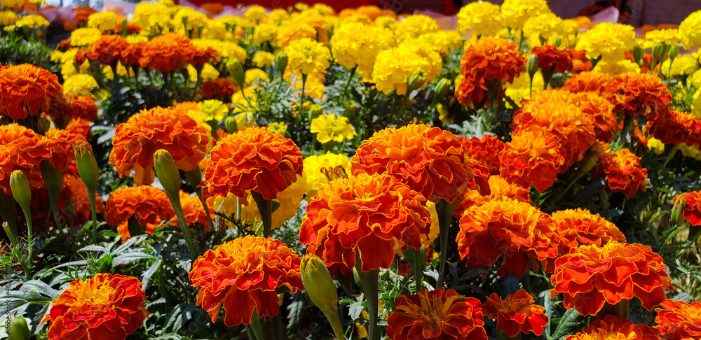 Flowers for the day of the dead Flowers for the day of the dead