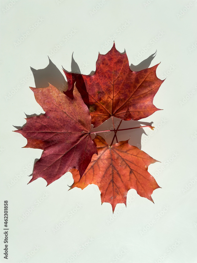 Autumn composition. Autumn red maple leaves on a white background. Top view.
Autumn composition. Autumn red maple leaves on a white background. Top view.