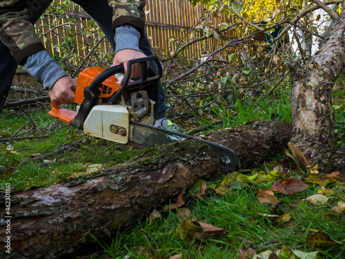 a man was drinking a tree with a chainsaw. removes plantings in the garden from old trees, harvests firewood.