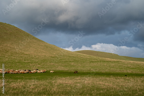 Hilly terrain, overgrown with grass, against a gloomy sky, along the hills is a herd of cows led by a shepherd.