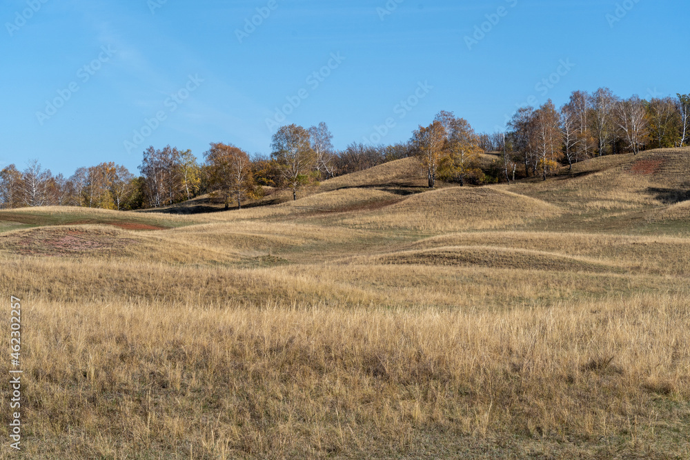 The hills are covered with yellow dry grass in autumn. Trees grow on the hills. Clear blue sky. The hills are covered with yellow dry grass in autumn. Trees grow on the hills. Clear blue sky.