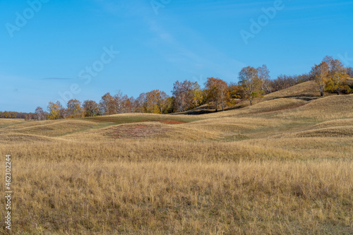 The hills are covered with yellow dry grass in autumn. Trees grow on the hills. Clear blue sky. © Тамара Андреева