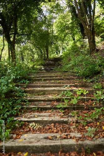 Old stairs in the forest