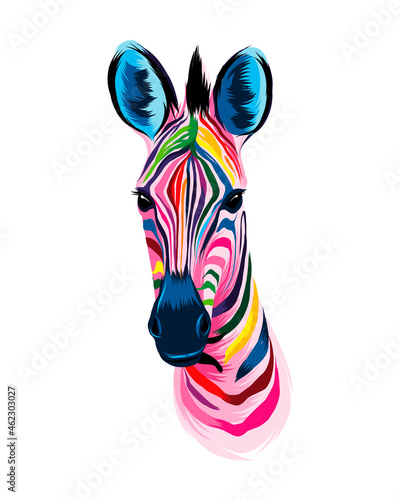 Zebra head portrait from multicolored paints. Splash of watercolor, colored drawing, realistic. Vector illustration of paints